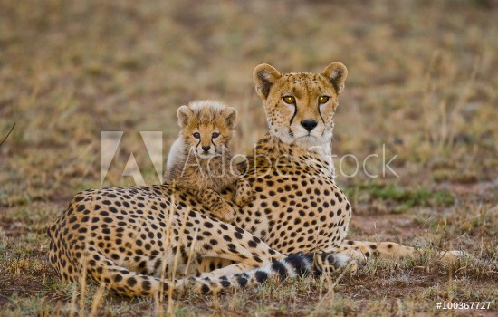 Picture of Mother cheetah and her cub in the savannah Kenya Tanzania Africa National Park Serengeti Maasai Mara An excellent illustration